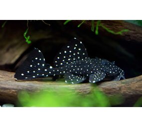 Gommers L240 LEPORACANTHICUS CF.GALAXIAS