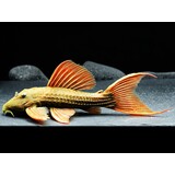 Gommers L024 PSEUDACANTHICUS PITANGA