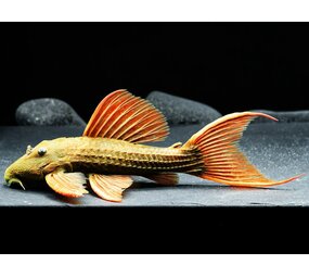 Gommers L024 PSEUDACANTHICUS PITANGA