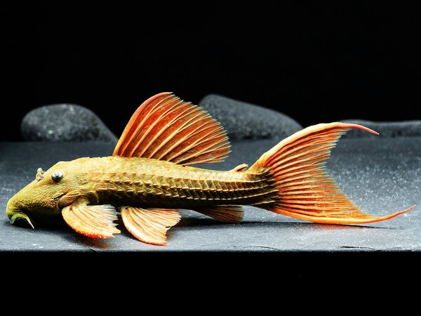 Gommers L024 PSEUDACANTHICUS PITANGA