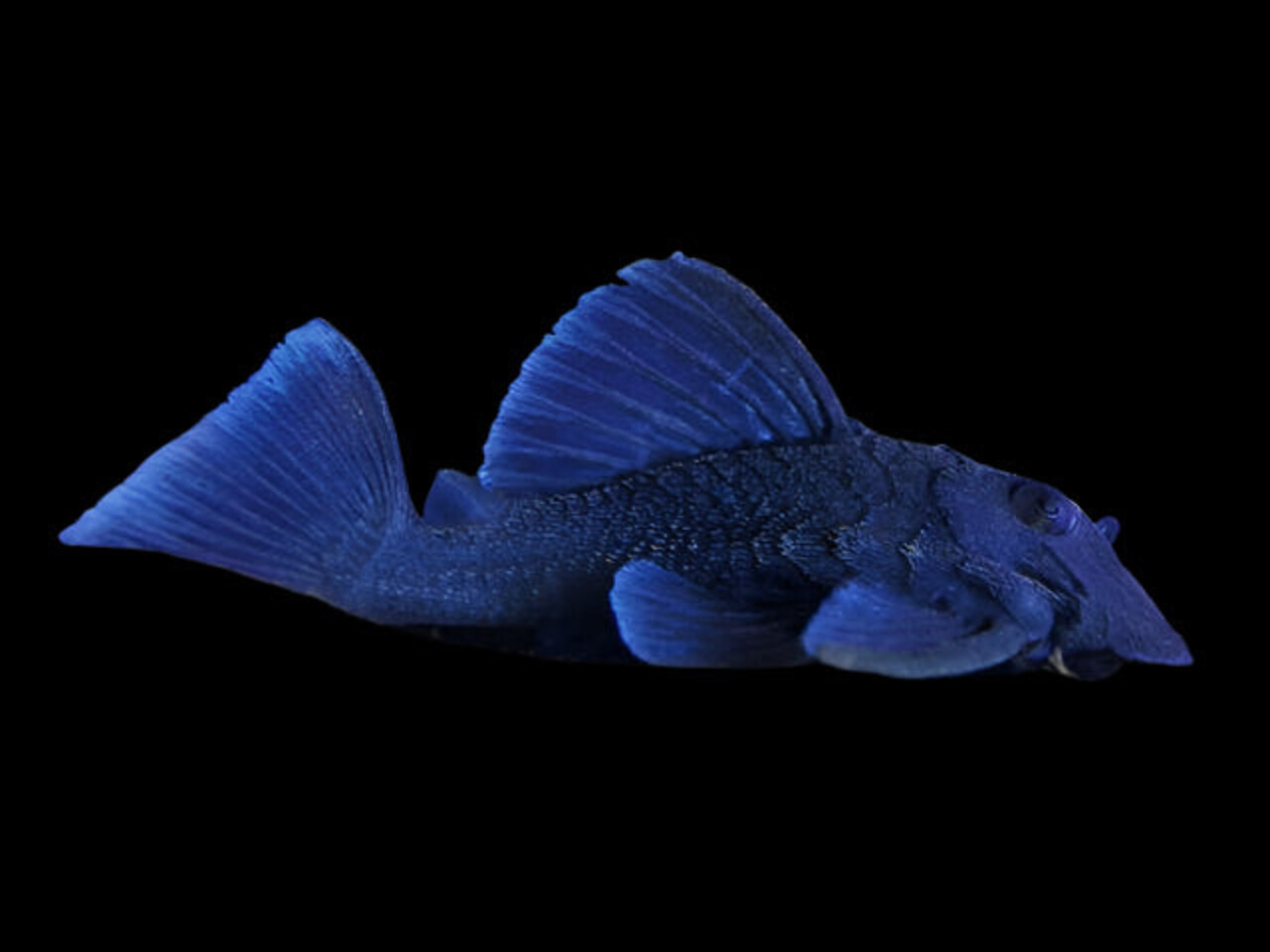 L239 BARYANCISTRUS BEGGINI