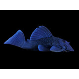 L239 BARYANCISTRUS BEGGINI