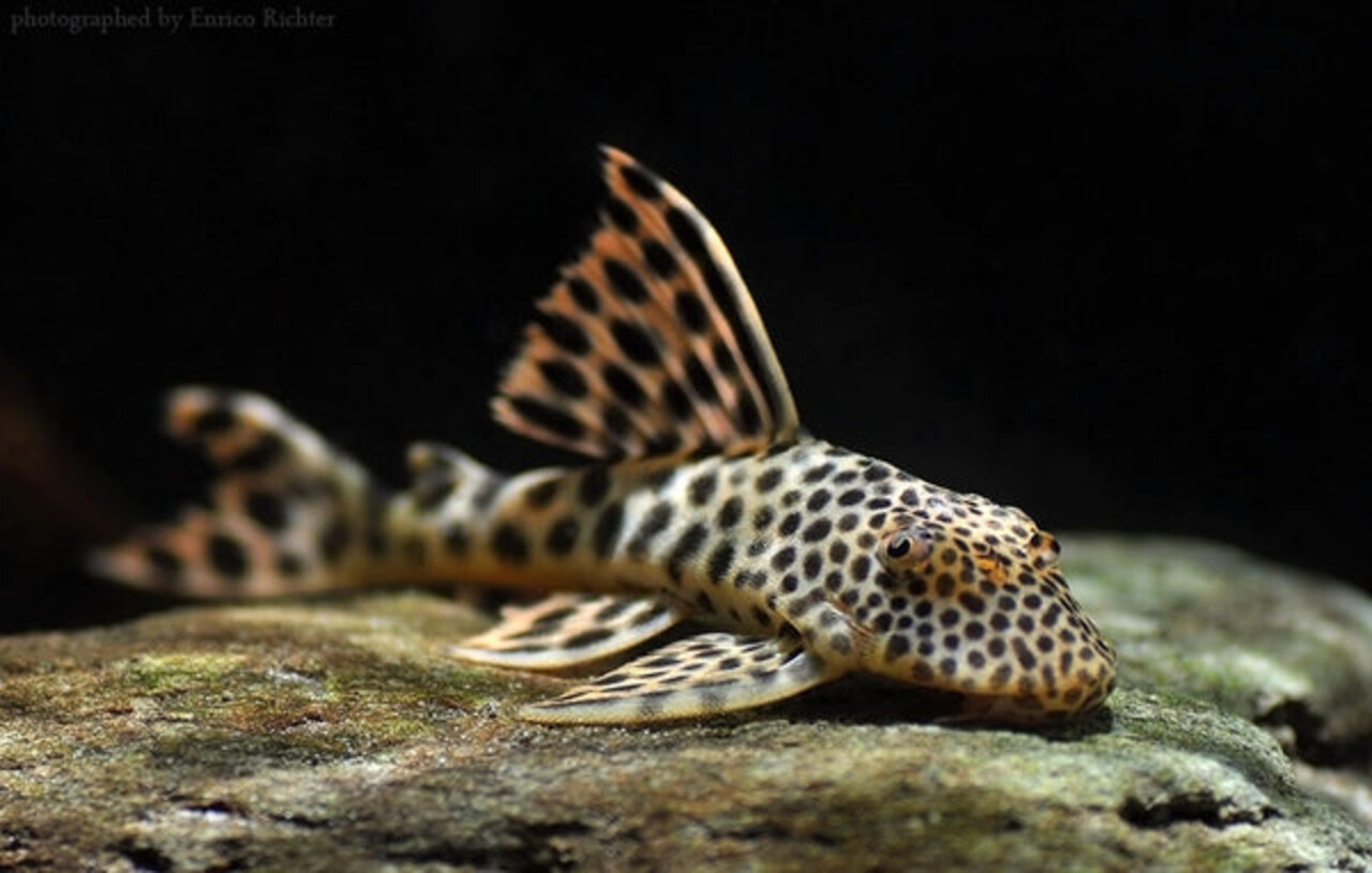 Gommers L075 PECKOLTIA SABAJI