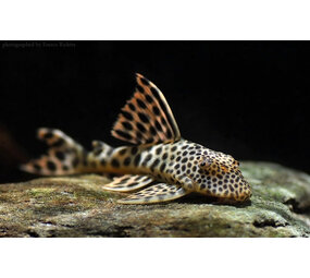 Gommers L075 PECKOLTIA SABAJI