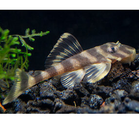 Gommers DECKEYSERIA PULXHRA L168