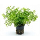 Moerings CERATOPTERIS THALICTROIDES FIJN POT Moerings CERATOPTERIS THALICTROIDES FIJN POT
