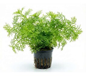 Moerings CERATOPTERIS THALICTROIDES FIJN POT Moerings CERATOPTERIS THALICTROIDES FIJN POT