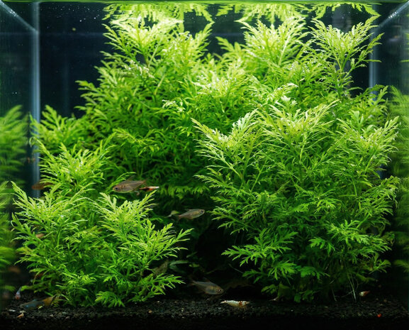 Moerings 2026 CERATOPTERIS THALICTROIDES FIJN POT Moerings 2026 CERATOPTERIS THALICTROIDES FIJN POT