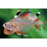 Gommers MEGALAMPHODUS ROSECEUS
