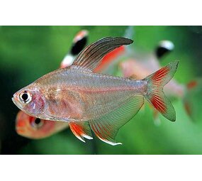 Gommers MEGALAMPHODUS ROSECEUS