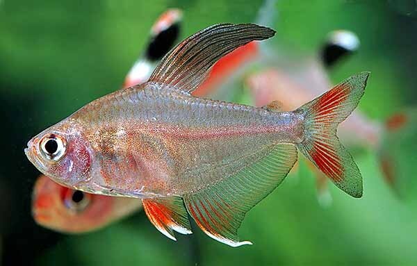 Gommers MEGALAMPHODUS ROSECEUS