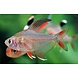 Gommers MEGALAMPHODUS ROSECEUS