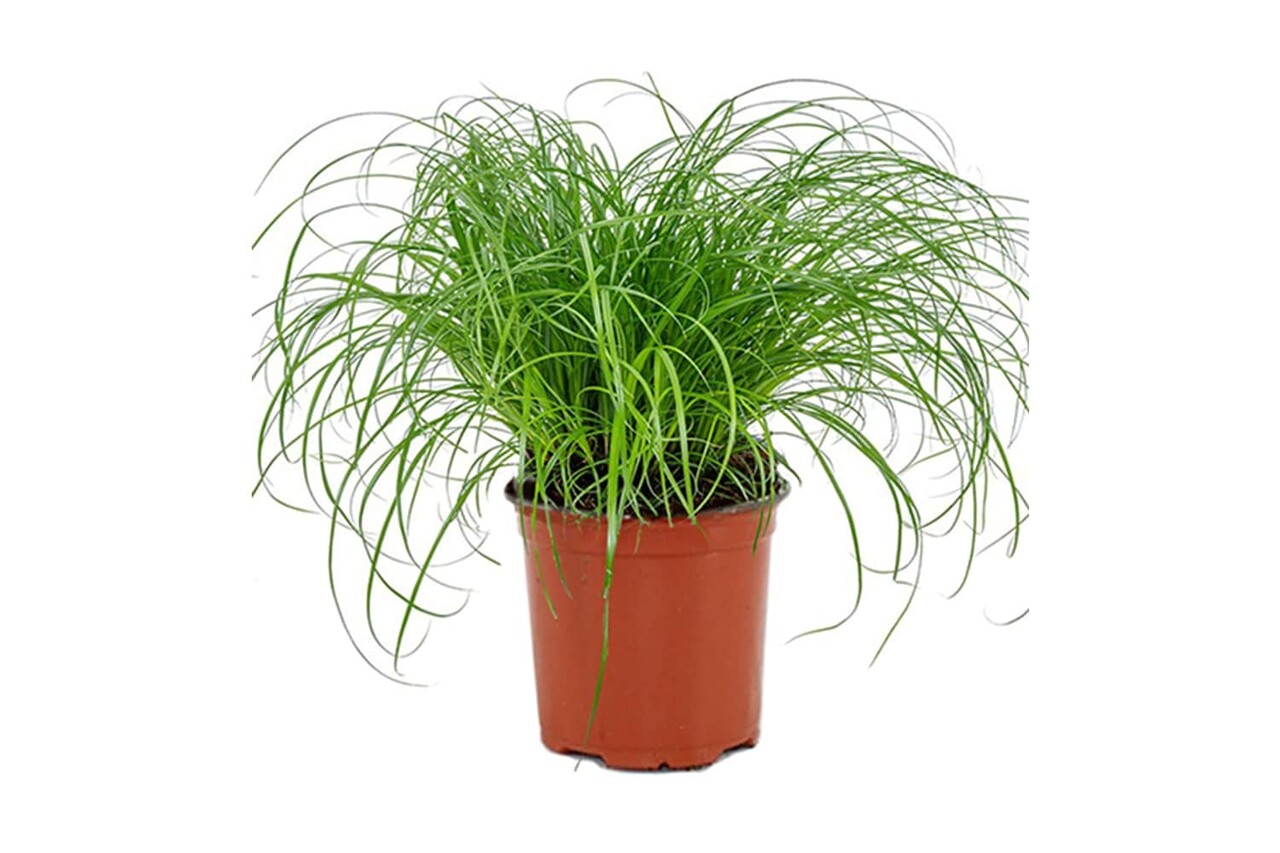 PLANT VOOR KATTEN KATTENGRAS PLANT VOOR KATTEN KATTENGRAS