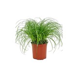 PLANT VOOR KATTEN KATTENGRAS