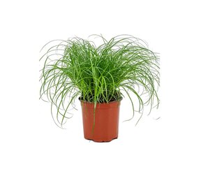 PLANT VOOR KATTEN KATTENGRAS PLANT VOOR KATTEN KATTENGRAS
