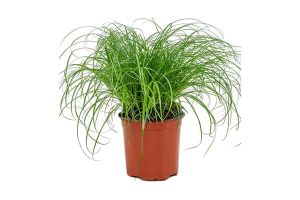 PLANT VOOR KATTEN KATTENGRAS PLANT VOOR KATTEN KATTENGRAS