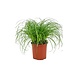 PLANT VOOR KATTEN KATTENGRAS PLANT VOOR KATTEN KATTENGRAS