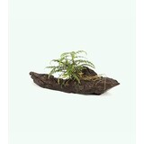 DRIFTWOOD SMALL MET HYGROPHILLA PINNATIFIDA