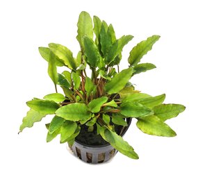 Moerings Cryptocoryne Wendtii "Green Gecko" Pot Moerings Cryptocoryne Wendtii "Green Gecko" Pot