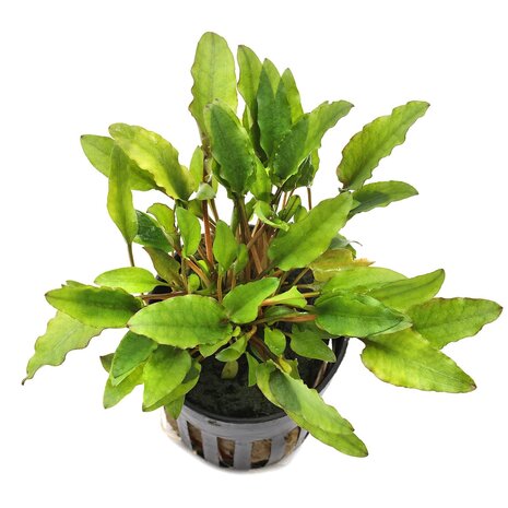 Moerings Cryptocoryne Wendtii "Green Gecko" Pot Moerings Cryptocoryne Wendtii "Green Gecko" Pot
