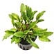 Moerings Cryptocoryne Wendtii "Green Gecko" Pot Moerings Cryptocoryne Wendtii "Green Gecko" Pot