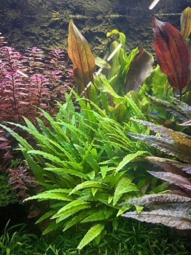 Moerings Cryptocoryne Wendtii "Green Gecko" Pot Moerings Cryptocoryne Wendtii "Green Gecko" Pot