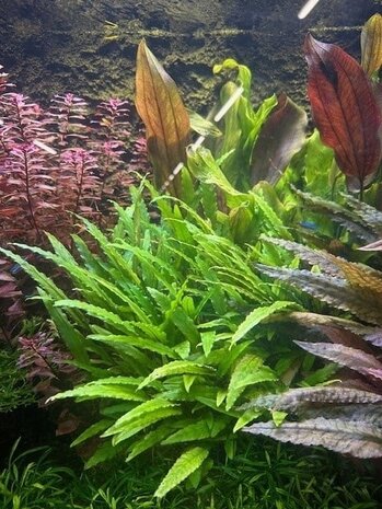 Moerings Cryptocoryne Wendtii "Green Gecko" Pot Moerings Cryptocoryne Wendtii "Green Gecko" Pot
