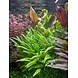 Moerings Cryptocoryne Wendtii "Green Gecko" Pot Moerings Cryptocoryne Wendtii "Green Gecko" Pot