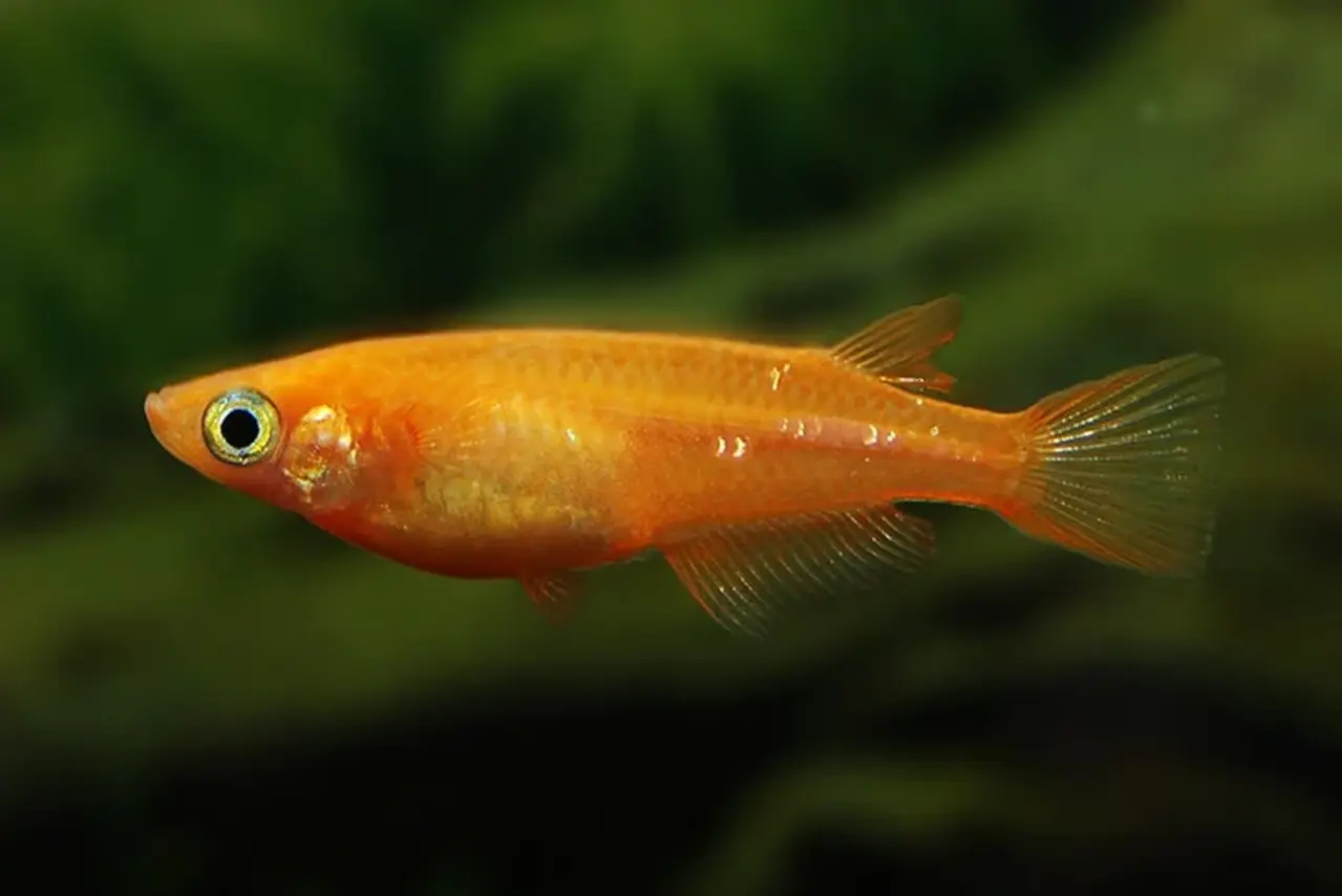 ORYZIAS DANCENA RED MEDAKA ORYZIAS DANCENA RED MEDAKA