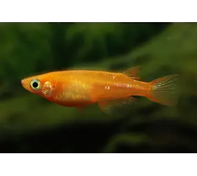 ORYZIAS DANCENA RED MEDAKA ORYZIAS DANCENA RED MEDAKA