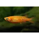 ORYZIAS DANCENA RED MEDAKA ORYZIAS DANCENA RED MEDAKA