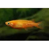 ORYZIAS LATIPES ORANGE MEDAKA ORYZIAS LATIPES ORANGE MEDAKA