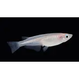 ORYZIAS LATIPES SNOW WHITE MEDAKA ORYZIAS LATIPES SNOW WHITE MEDAKA