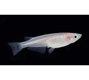 ORYZIAS LATIPES SNOW WHITE MEDAKA ORYZIAS LATIPES SNOW WHITE MEDAKA