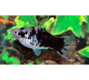 PLATY COFFEE PLATY COFFEE