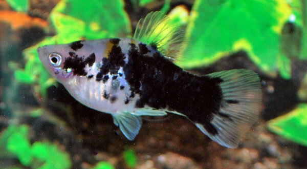 PLATY COFFEE PLATY COFFEE