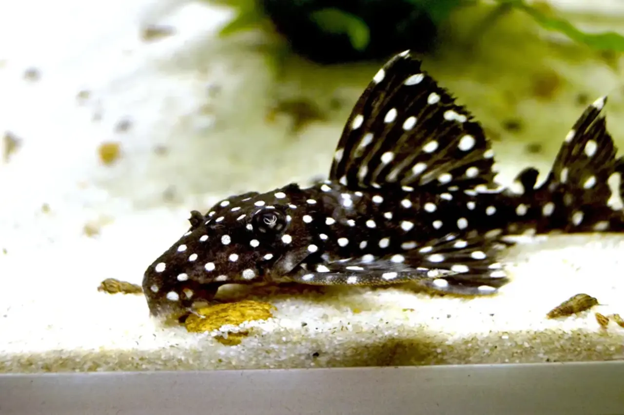 L240 LEPORACANTHICUS CF.GALAXIAS L240 LEPORACANTHICUS CF.GALAXIAS