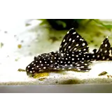 L240 LEPORACANTHICUS CF.GALAXIAS L240 LEPORACANTHICUS CF.GALAXIAS