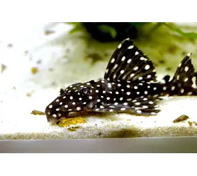 L240 LEPORACANTHICUS CF.GALAXIAS L240 LEPORACANTHICUS CF.GALAXIAS