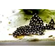 L240 LEPORACANTHICUS CF.GALAXIAS L240 LEPORACANTHICUS CF.GALAXIAS