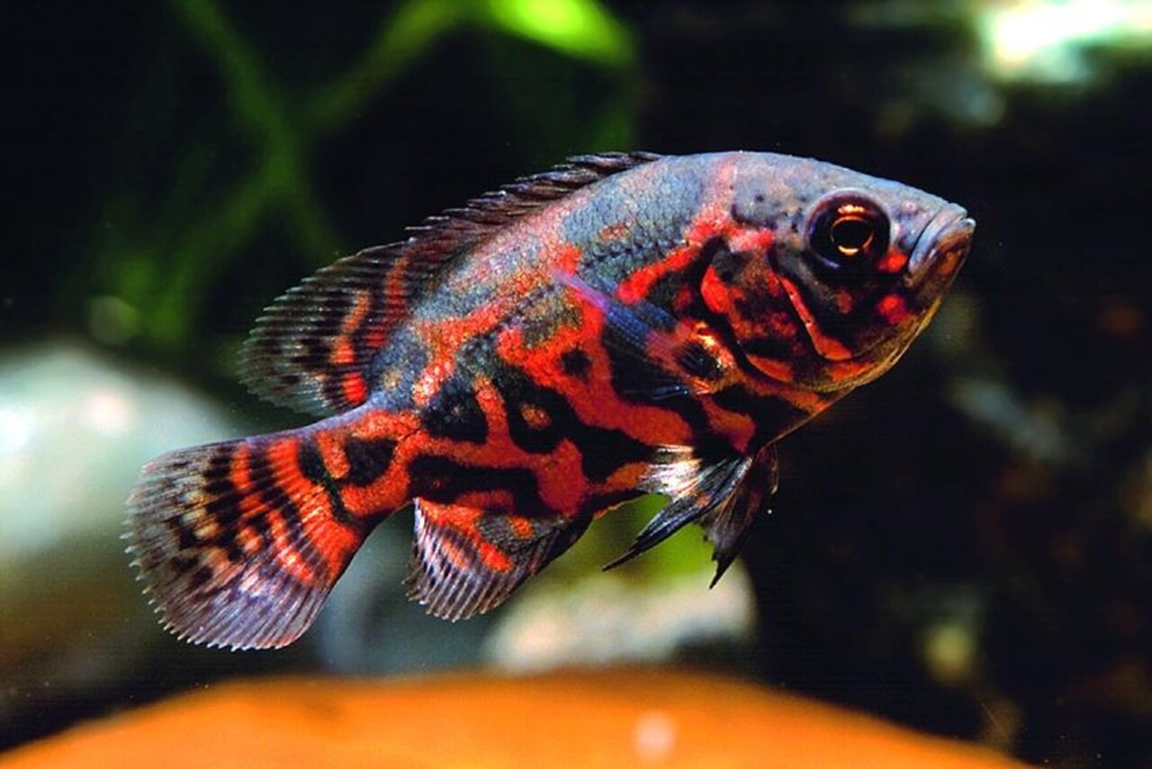 ASTRONOTUS OCELLATUS RED TIGER ASTRONOTUS OCELLATUS RED TIGER