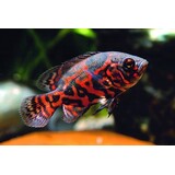 ASTRONOTUS OCELLATUS RED TIGER ASTRONOTUS OCELLATUS RED TIGER
