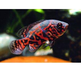 ASTRONOTUS OCELLATUS RED TIGER ASTRONOTUS OCELLATUS RED TIGER