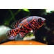 ASTRONOTUS OCELLATUS RED TIGER ASTRONOTUS OCELLATUS RED TIGER