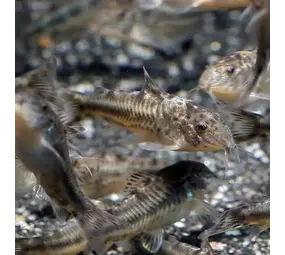 ASPIDORAS SPILOTUS