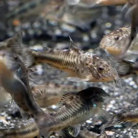 ASPIDORAS SPILOTUS ASPIDORAS SPILOTUS