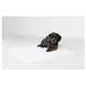 Flamingo FLAMINGO PUPPY TRAININGSMAT 20 ST Flamingo FLAMINGO PUPPY TRAININGSMAT 20 ST