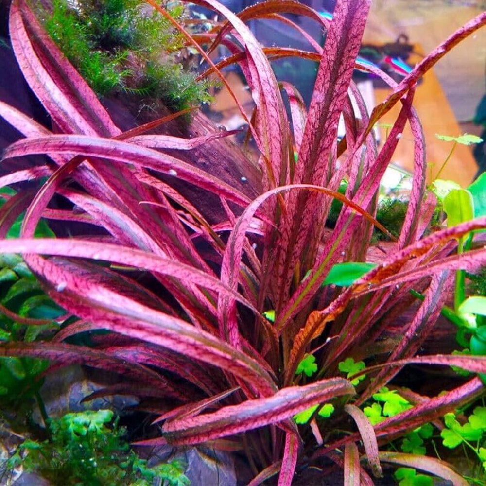 Moerings Cryptocoryne Spiralis Red Pot