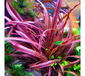 Moerings Cryptocoryne Spiralis Red Pot