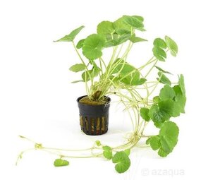 Moerings Hydrocotyle leucocephala pot (klimop grof)